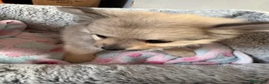 Mixed Breed 7