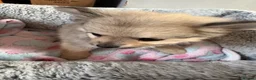 Pomeranian dogs for sale: Pomeranian puppies  - Advert 2