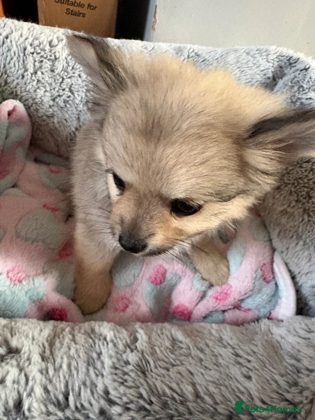 Pomeranian dogs for sale: Pomeranian puppies  - Advert 2