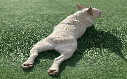 French Bulldog dogs for sale: White male French bulldog - Image 2