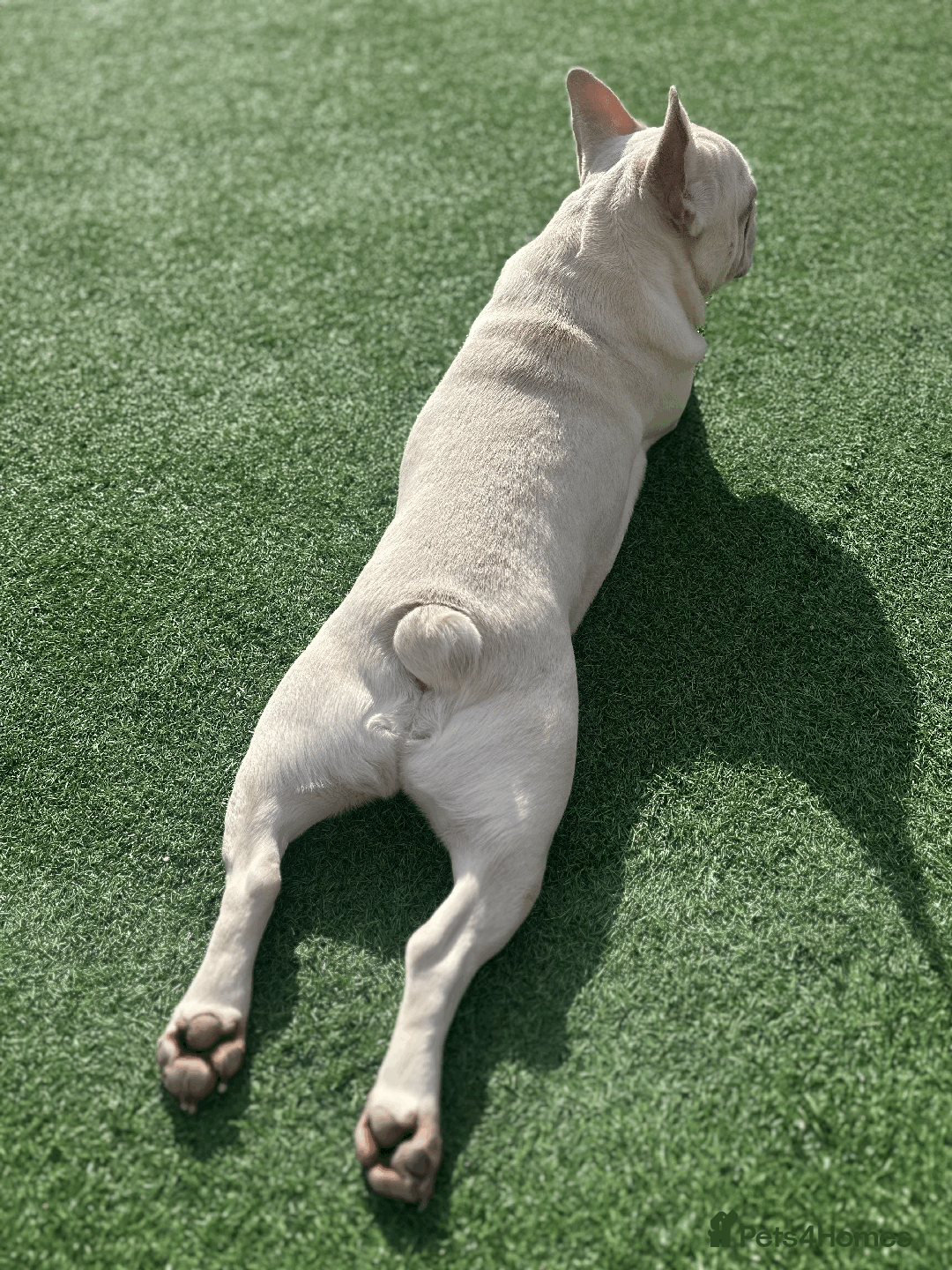 French Bulldog dogs for sale: White male French bulldog - Image 2