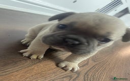 French Bulldog dogs for sale: Brindle & Fawn French Bulldog Puppies - Image 18