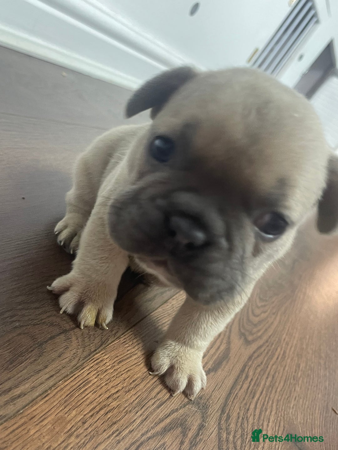 French Bulldog dogs for sale: Brindle & Fawn French Bulldog Puppies - Image 18