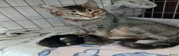 British Shorthair cats for sale: Kittens - Advert 1