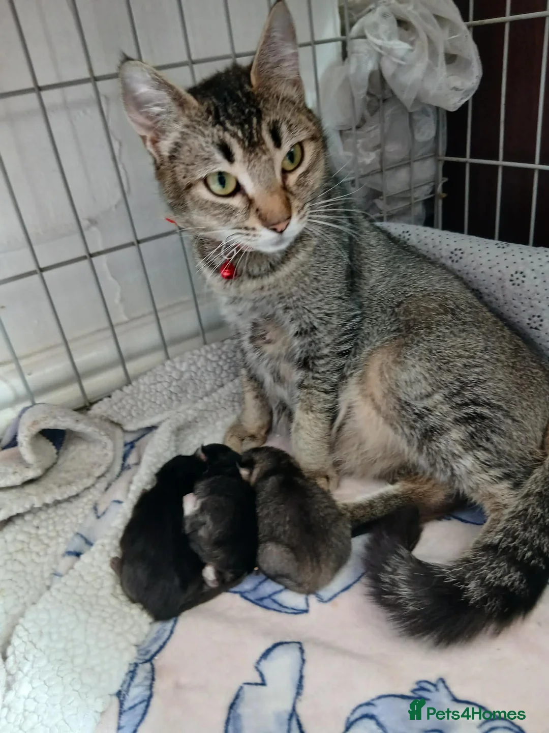 British Shorthair cats for sale: Kittens - Advert 1