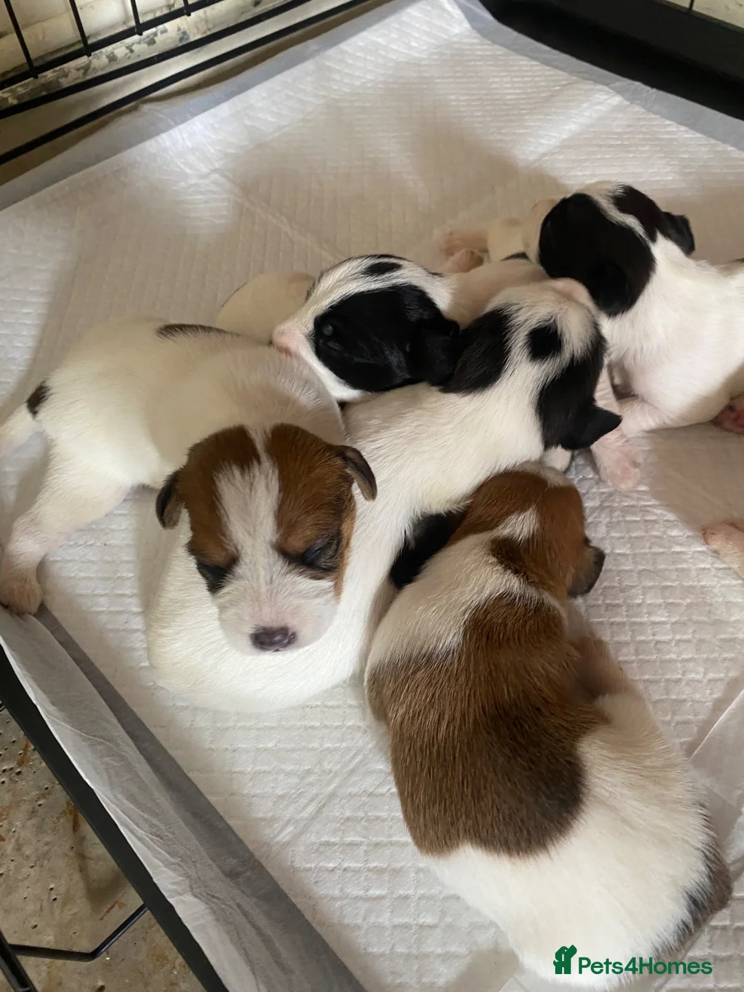 Jack Russell dogs for sale: Jack Russel terrier mix puppies  - Advert 2