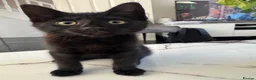 Mixed Breed cats for sale: Beautiful black kitten  - Advert 4