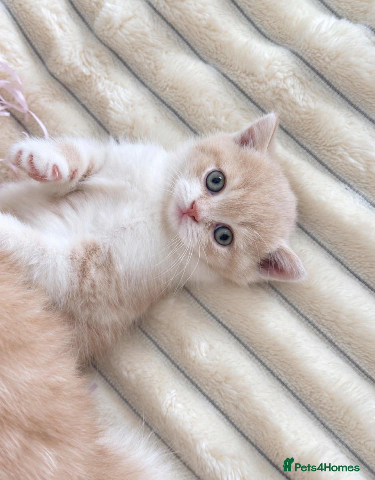 British Shorthair cats Beautiful British Shorthair Female Kitten 🐾🌸🌸🌸 - Advert 4