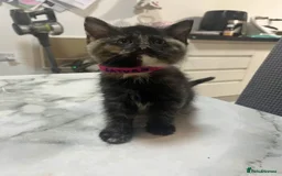 Ragdoll cats for sale: Beautiful Ragdoll Tortishell Kittens for sale! - Image 8