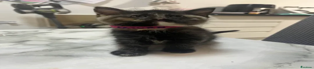 kitten - Saturn