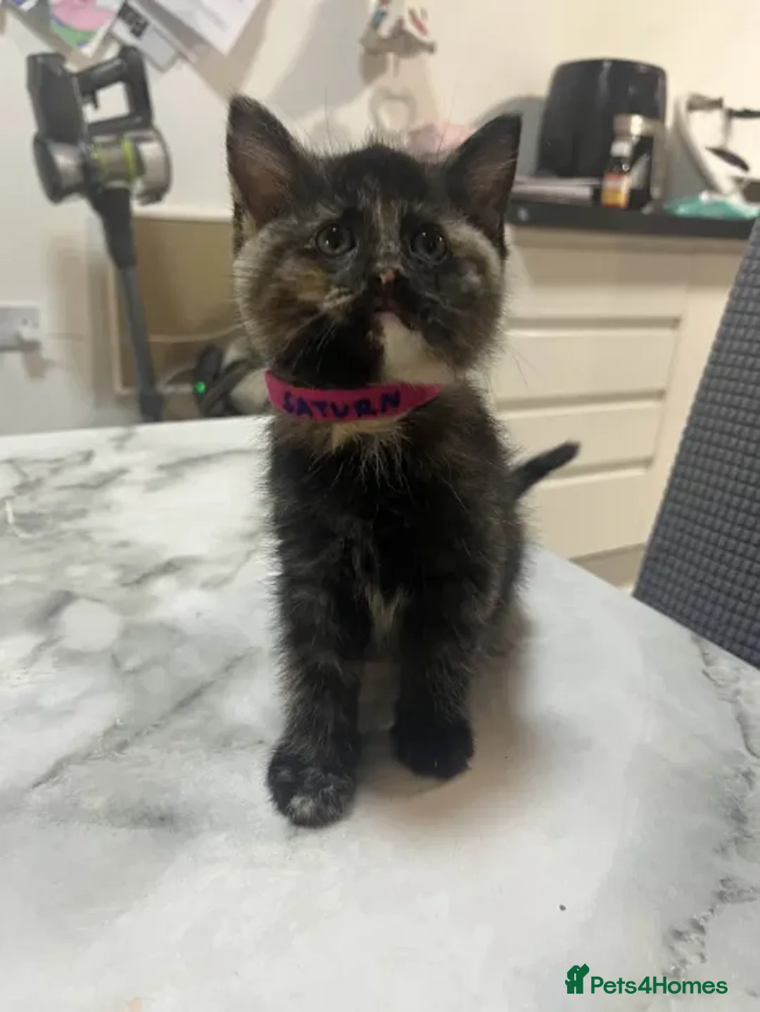 Ragdoll cats for sale: Beautiful Ragdoll Tortishell Kittens for sale! - Image 8