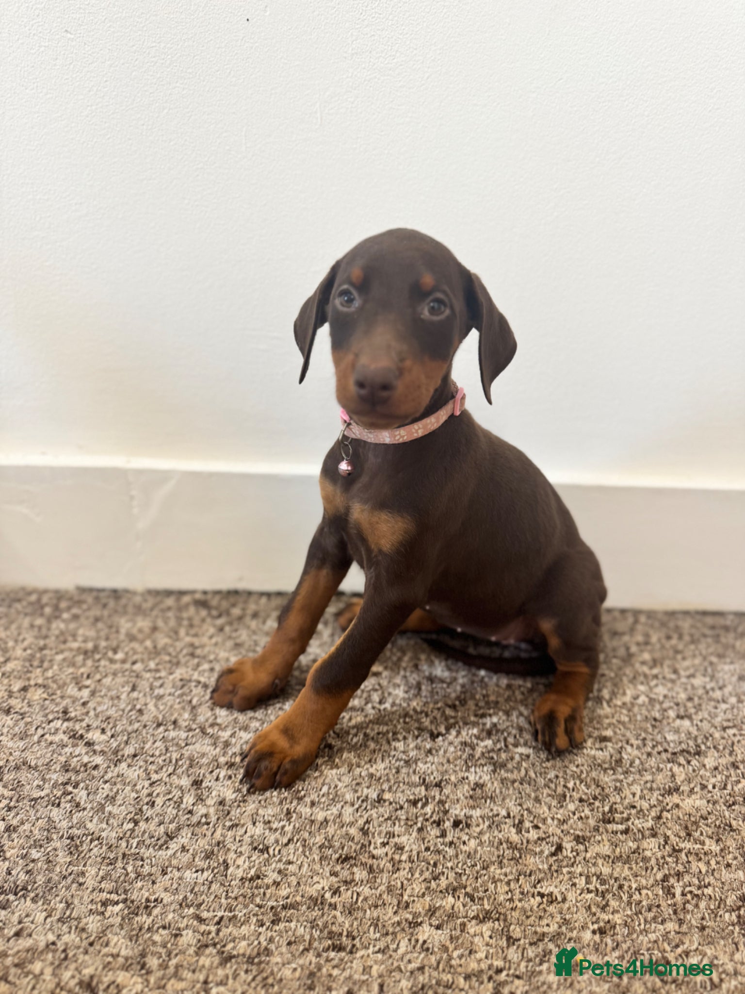 Dobermann dogs KC Registered Doberman puppies 1 FEMALE REMAINING  - Advert 7