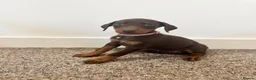Dobermann dogs for sale: KC Registered Doberman puppies 1 FEMALE REMAINING  - Advert 1