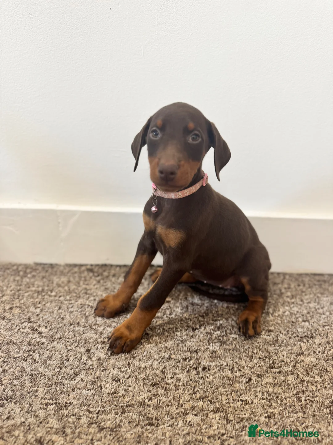 Dobermann dogs for sale: KC Registered Doberman puppies 1 FEMALE REMAINING  - Advert 1