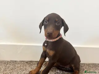 Dobermann dogs KC Registered Doberman puppies 1 FEMALE REMAINING - Advert 7