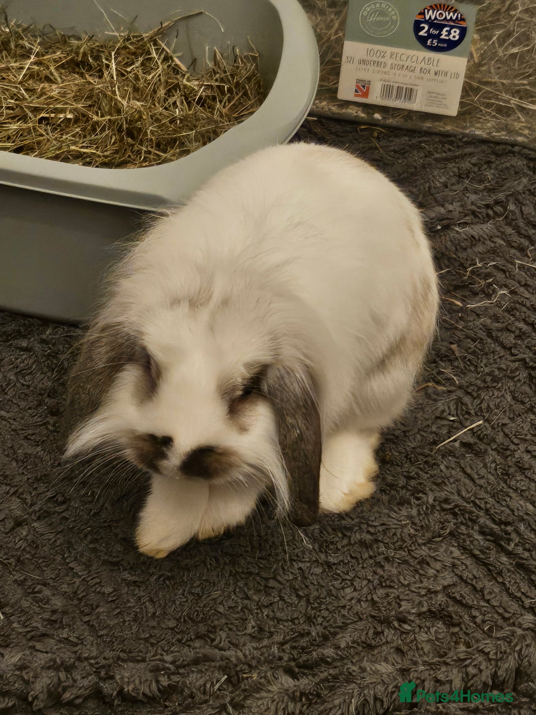 Mixed Breed rabbits for sale: 2 cute tame bunnies  - Image 4