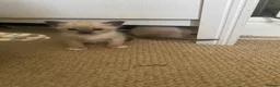 Tonkinese cats for sale: Tonkinese x Raagdoll -Tonkdoll - Advert 5
