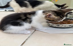 Mixed Breed cats for sale: One Male kitten left 8 weeks old ready now - Image 7