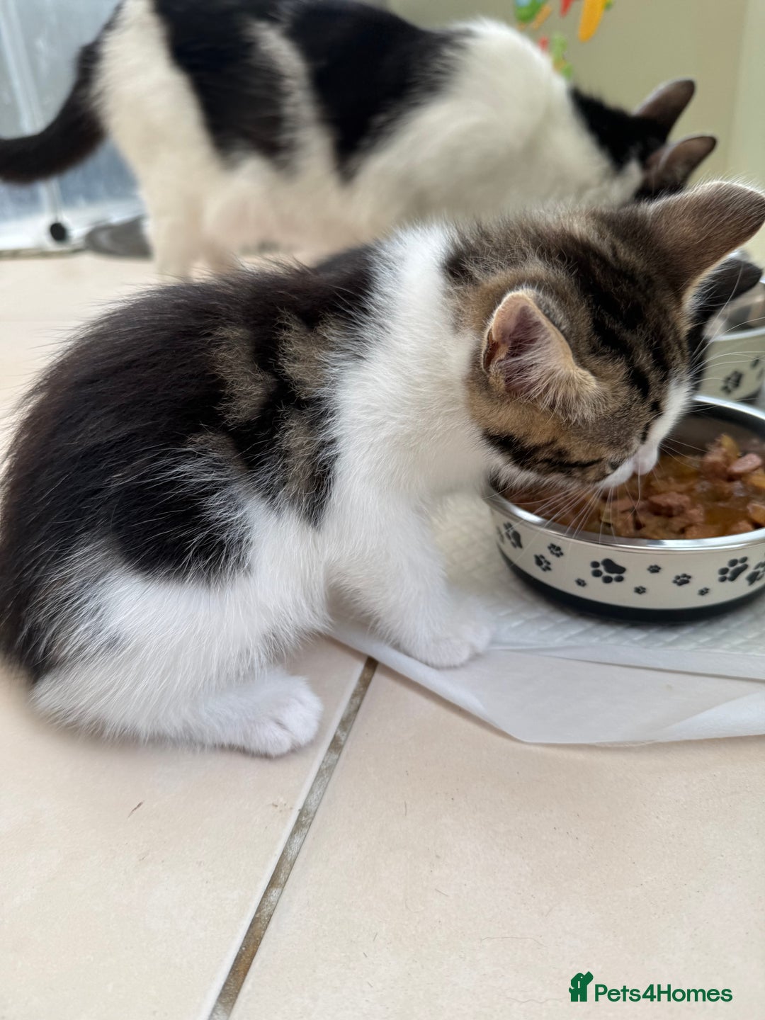 Mixed Breed cats for sale: One Male kitten left 8 weeks old ready now - Image 7