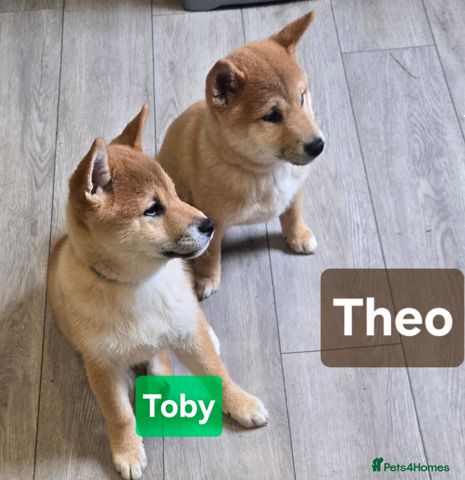 Japanese Shiba Inu dogs Foxy little shibas - Advert 2