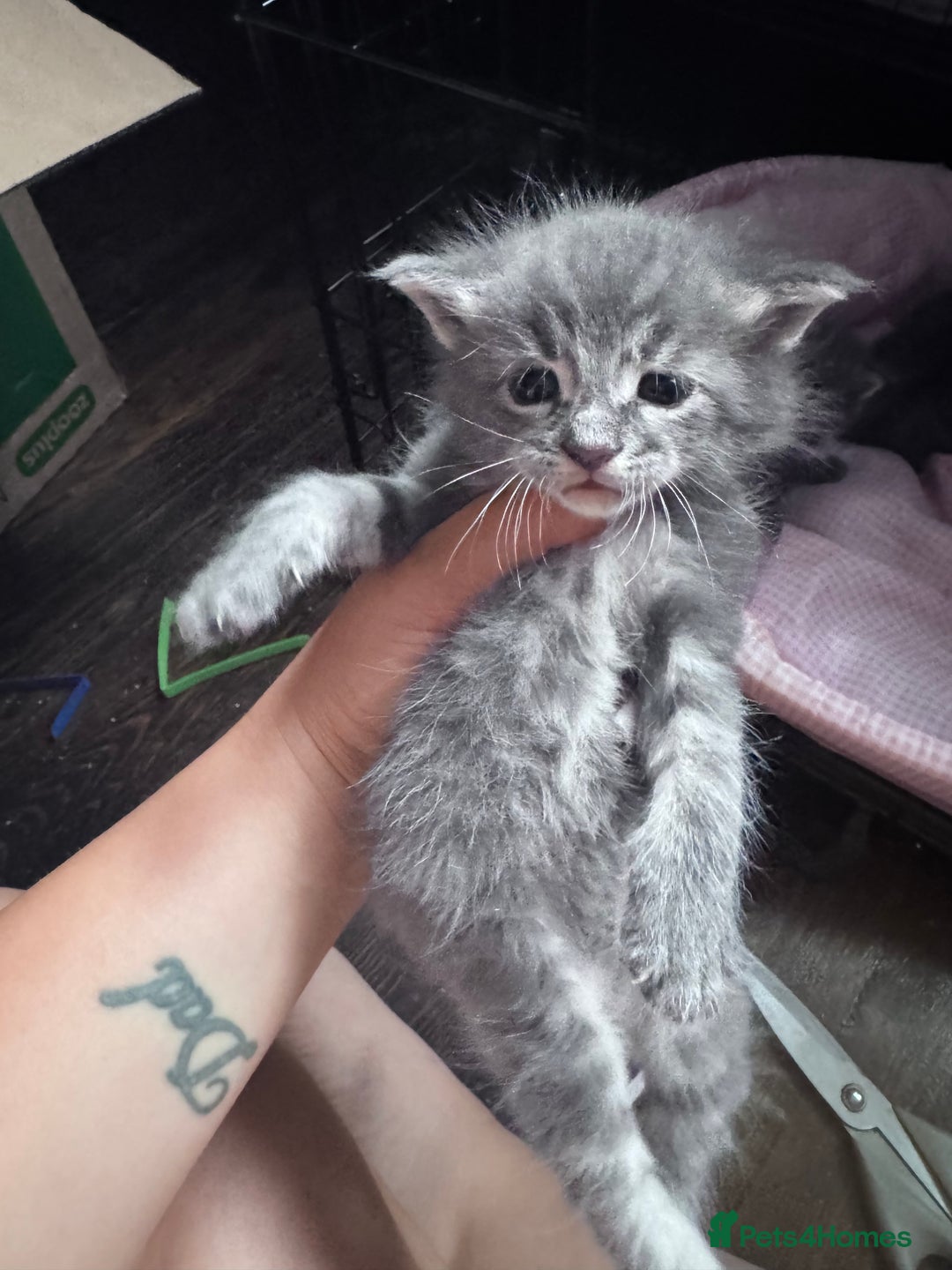 Maine Coon cats for sale: READY NOW Maine coon kittens  - Image 13