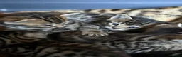 Bengal cats for sale: Half breed bengal kittens  in Ross-on-Wye - Advert 2