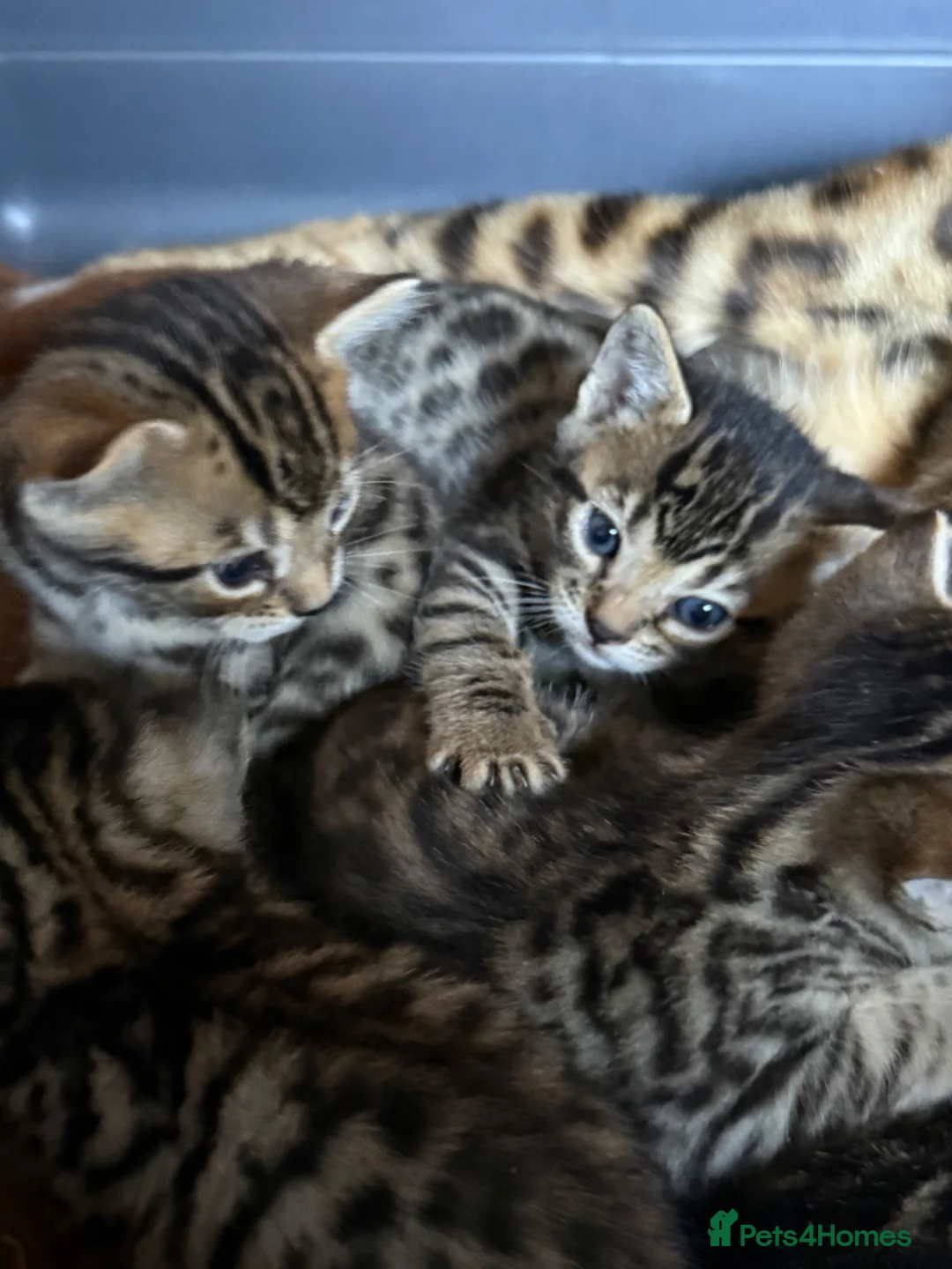 Bengal cats for sale: Half breed bengal kittens  in Ross-on-Wye - Advert 2