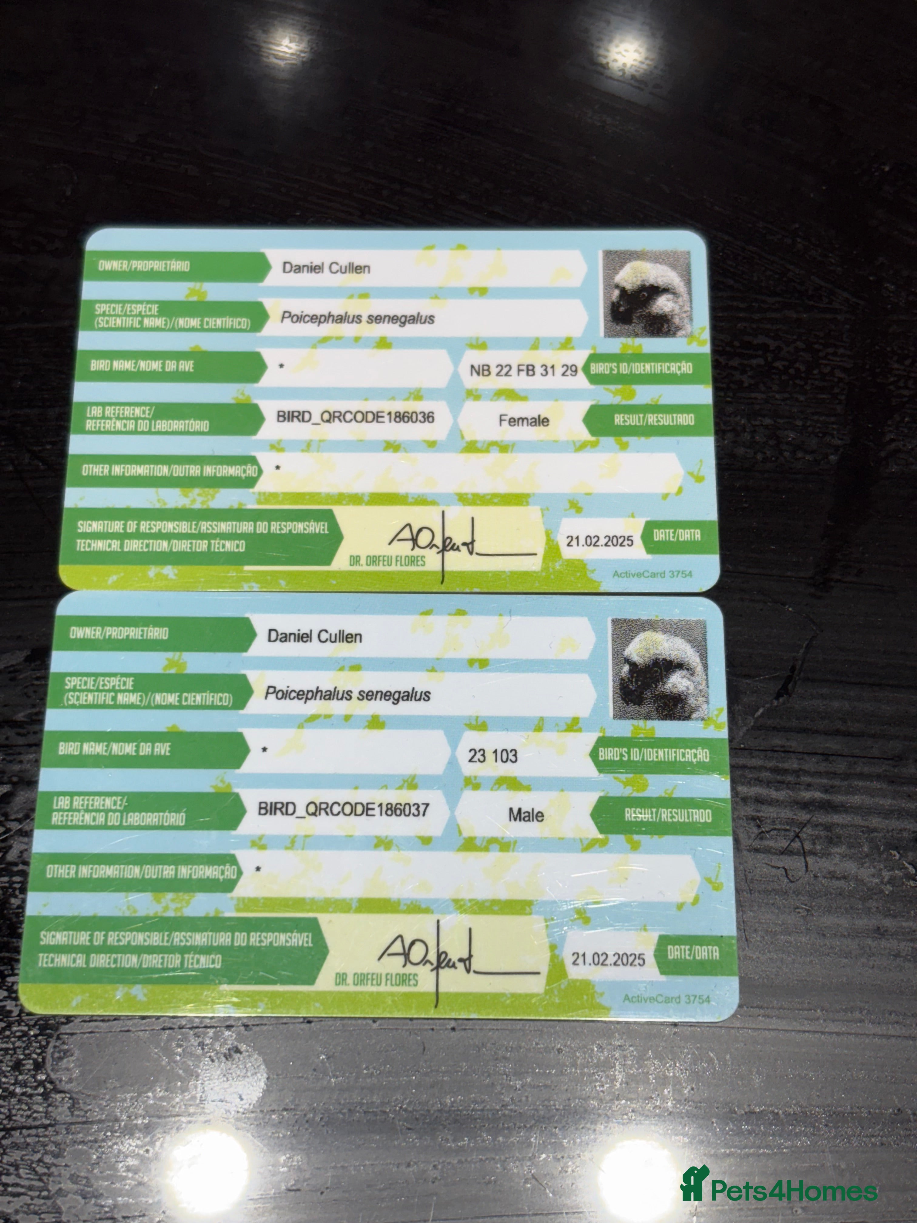 Parrots birds Senegal Parrots  - Advert 8