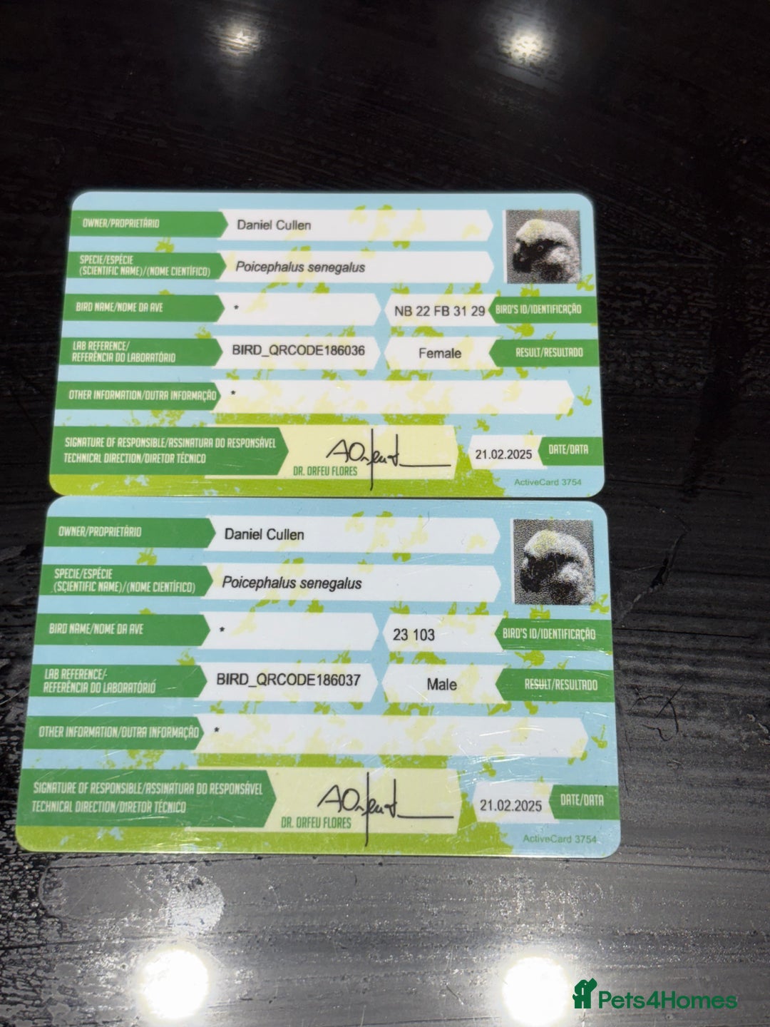 Parrots birds for sale: Senegal Parrots  - Advert 1