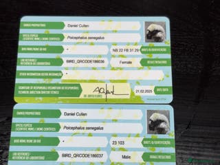 Parrots birds Senegal Parrots - Advert 8