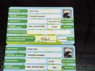 Parrots birds Senegal Parrots - Advert 2