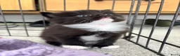 Mixed Breed cats for sale: Beautiful Kittens Looking for Their Forever Home - Advert 11