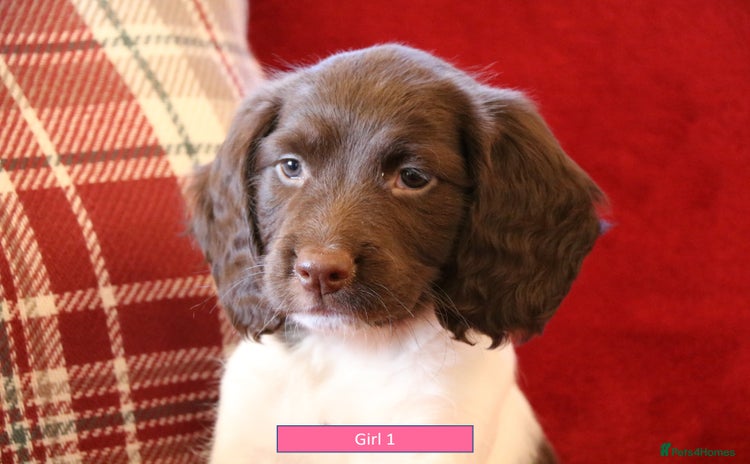 English Springer Spaniel dogs - Advert 4