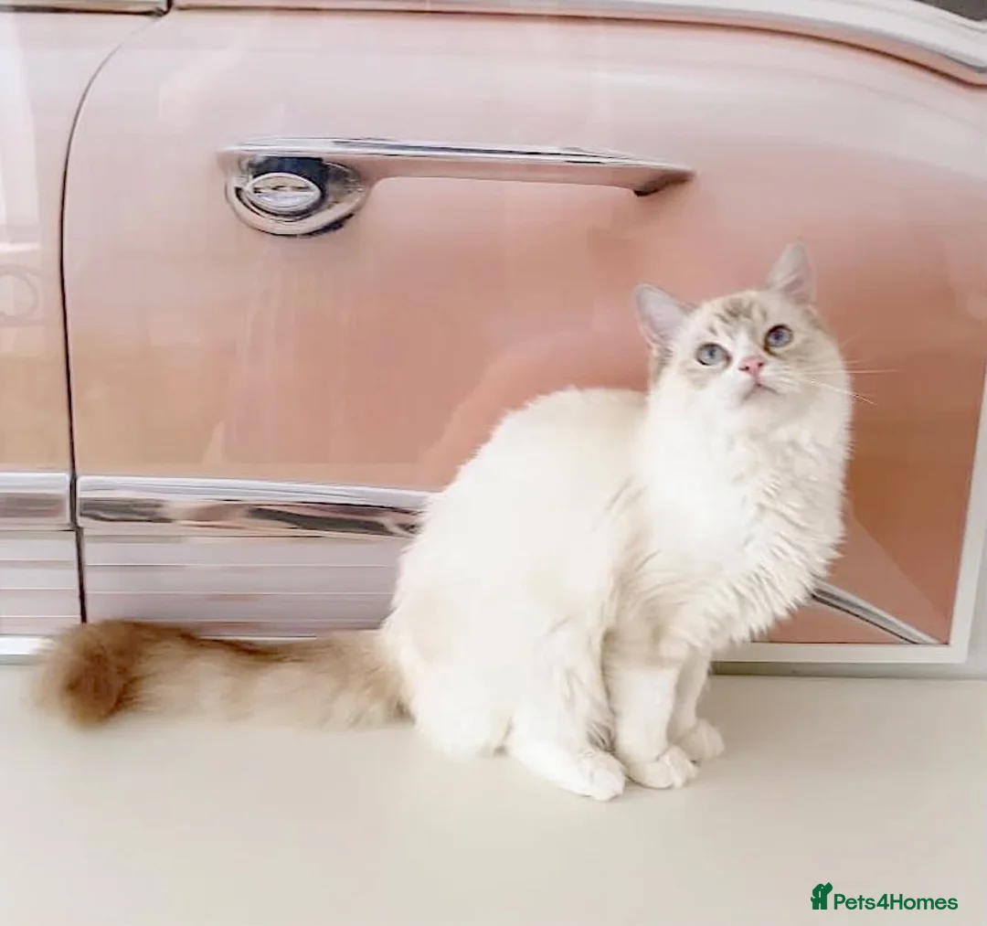 Ragdoll cats for sale: GCCF ACTIVE (FOR BREEDING) SEAL BICOLOUR FEMALE - Advert 2