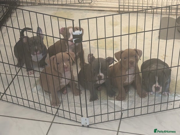 Shorty Bull dogs - Advert 2