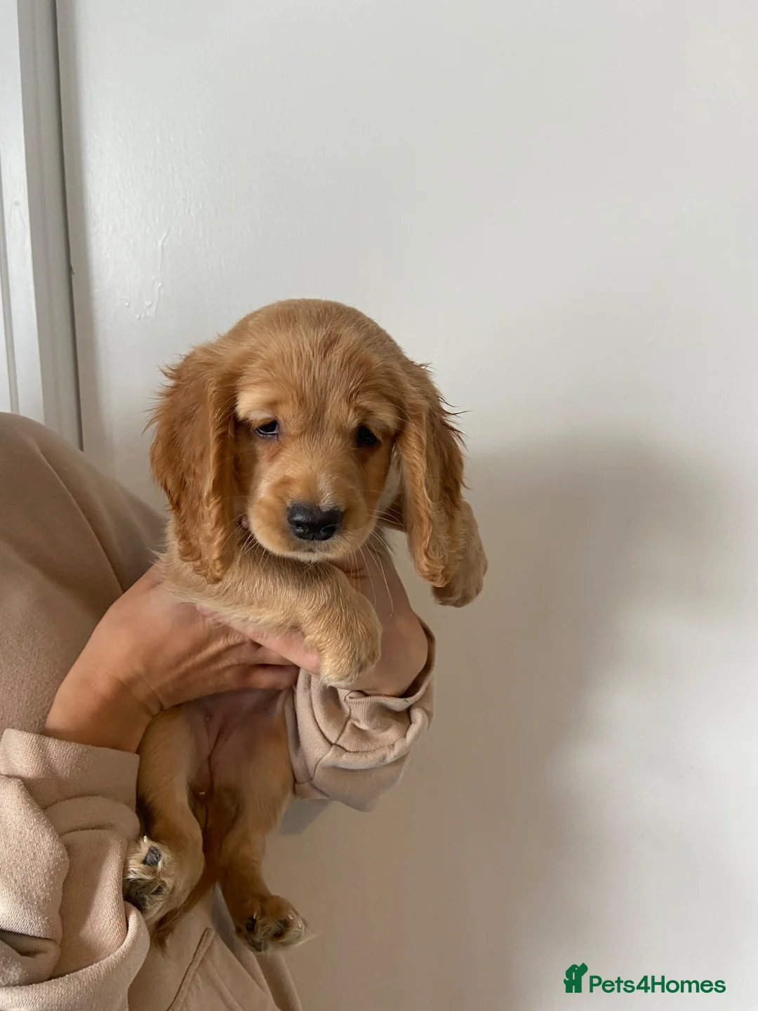 Cocker Spaniel dogs for sale: Working cocker spaniel puppies  - Advert 1