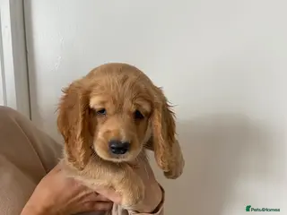 Cocker Spaniel dogs Working cocker spaniel puppies - Advert 1