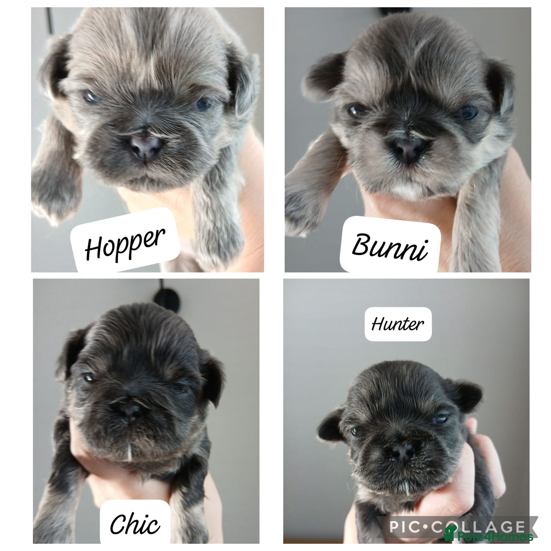 Shih Tzu dogs 💙 RARE BLUE DOBBIES CARRYING CHOC IMPERIALS 💙 - Advert 10