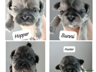 Shih Tzu dogs 💙 RARE BLUE DOBBIES CARRYING CHOC IMPERIALS 💙 - Advert 10