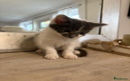 Russian Blue cats for sale: 2 blue and white long haired kittens  - Image 9