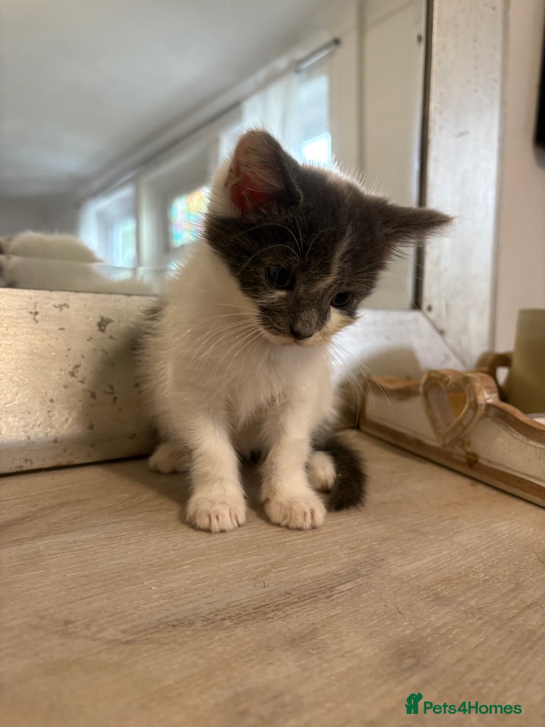 Russian Blue cats for sale: 2 blue and white long haired kittens  - Image 9