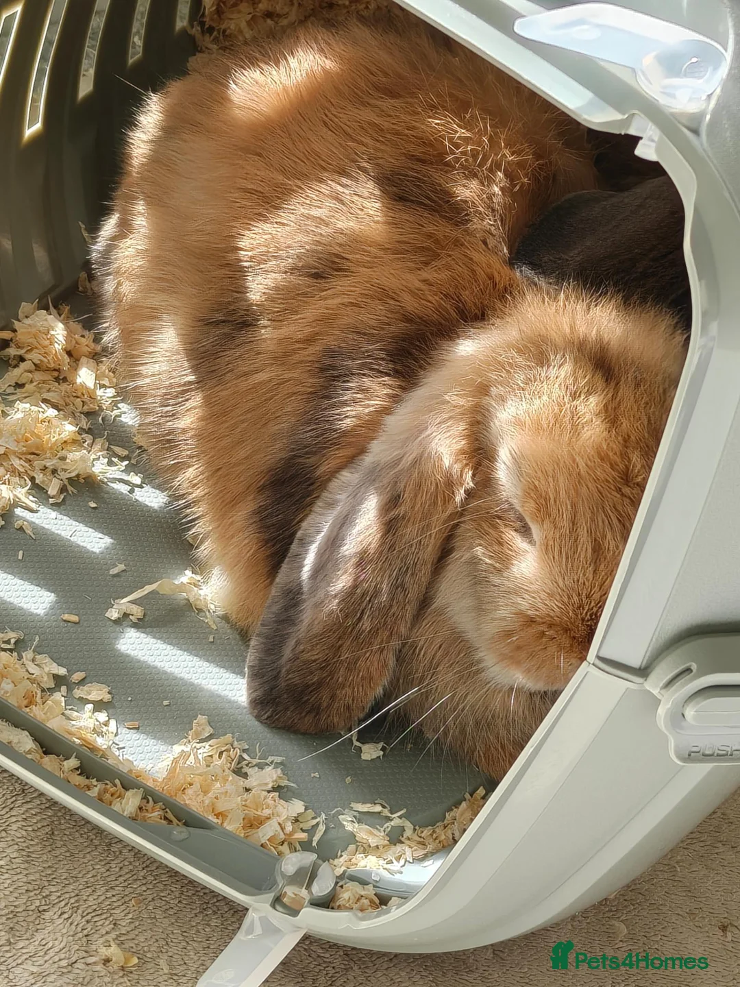 Mini Lop rabbits for sale: Two 8 weeks female Mini Lops in Rugby - Advert 5
