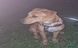 Mixed Breed dogs for sale: Fudge  - Image 1