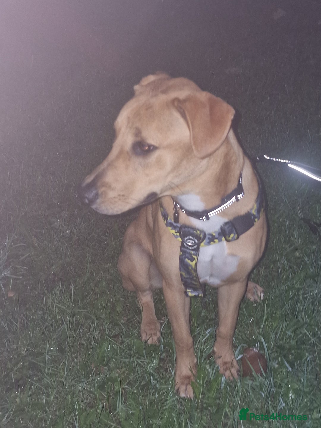 Mixed Breed dogs for sale: Fudge  - Image 1