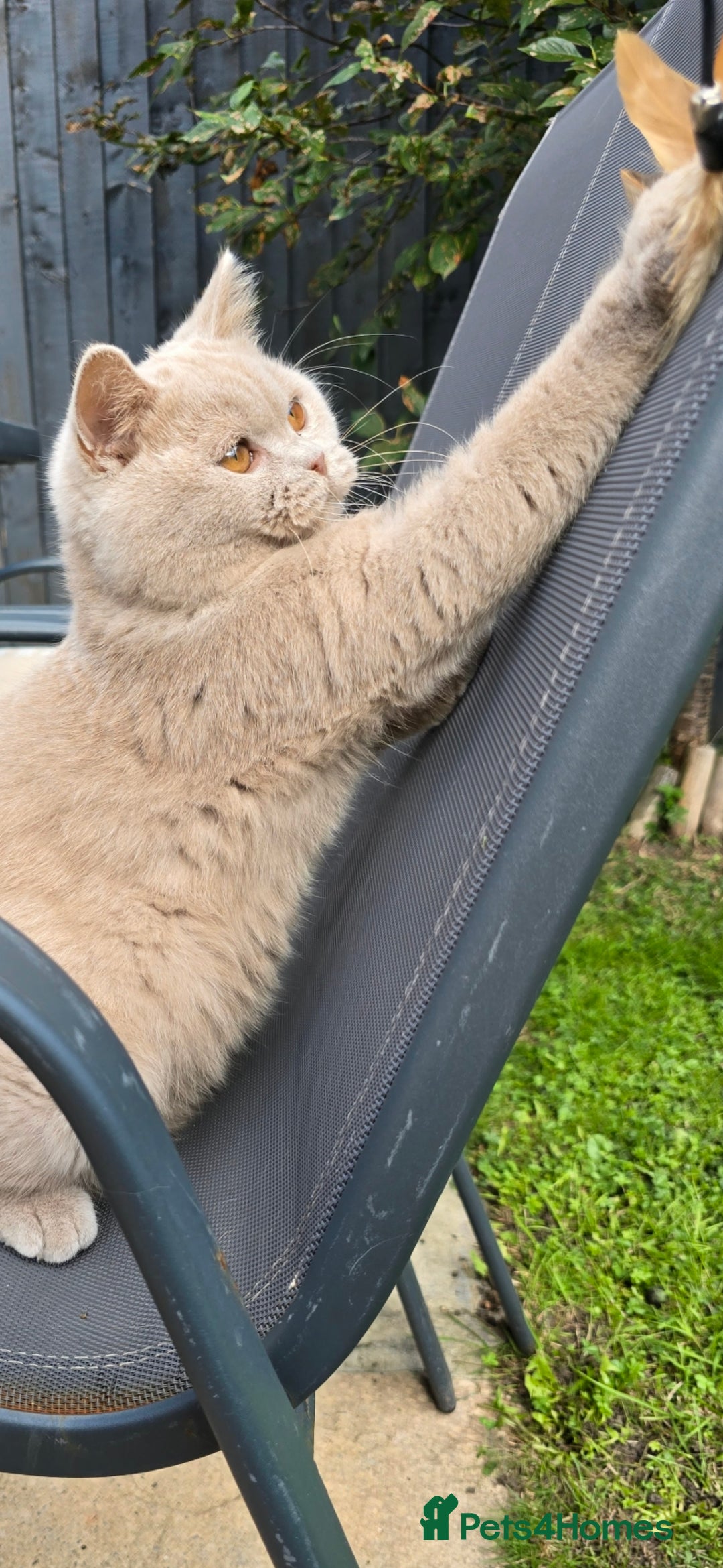 British Shorthair cats for sale: 2 LILAC BOYS CHUBBY BEAUTIES - Image 10