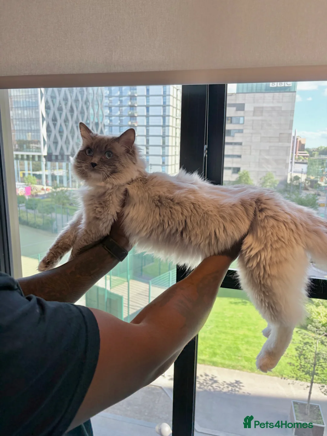 Ragdoll cats for stud: Beautiful purebred Ragdoll for stud  - Advert 2