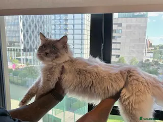 Ragdoll cats Beautiful purebred Ragdoll for stud - Advert 2