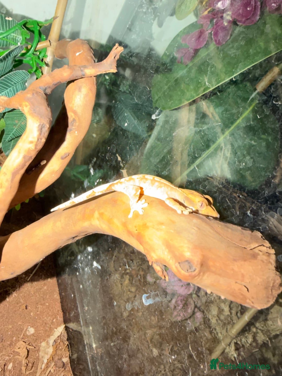 Gecko reptiles for sale: Crested gecko babies  - Image 4