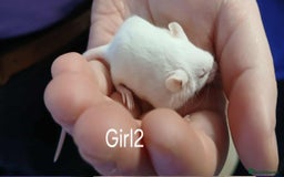 Mouse rodents for sale: Baby mice mixed  - Advert 10