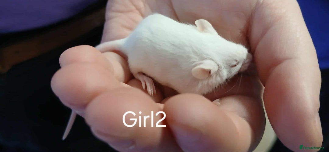 Mouse rodents for sale: Baby mice mixed  - Advert 10